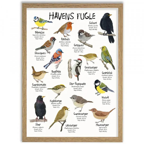Plakat "Havens Fugle " DIN A3