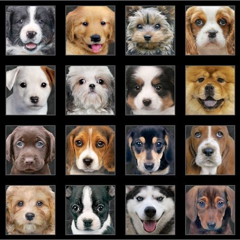 Bomuld “Adorable Pets“ by Howard Robinson