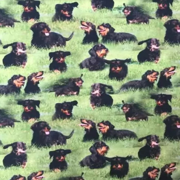 Baumwolljersey "Dackel"